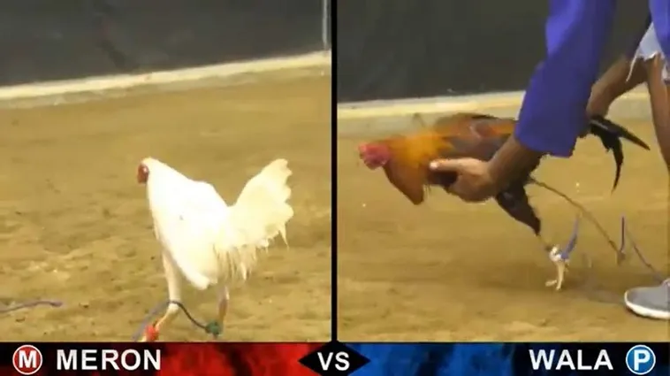 Bí Quyết Chinh Phục Đá Gà Sabong Tại TK88 Từ Các Chuyên Gia